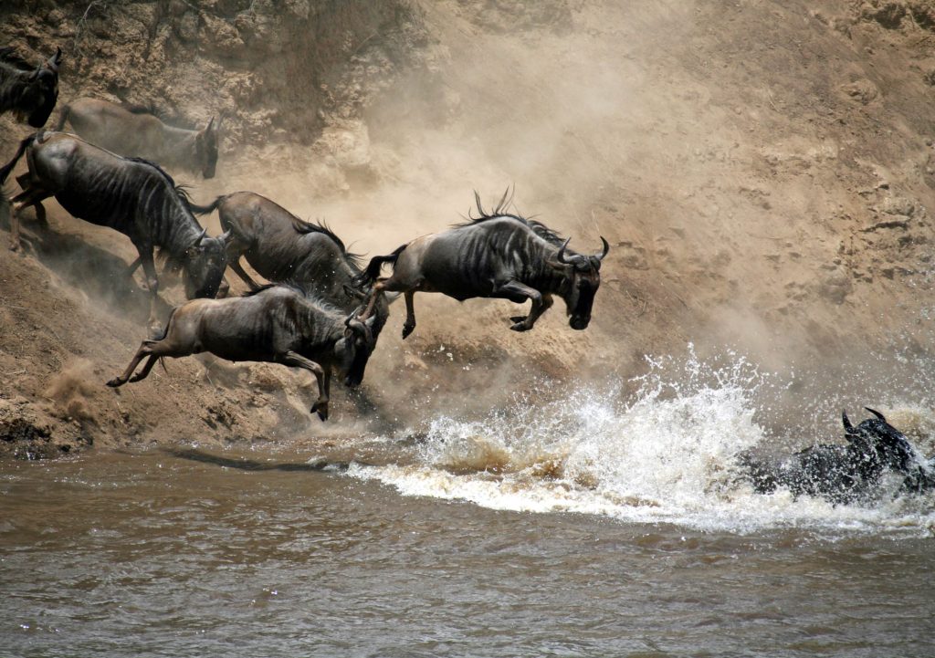 wildebeest great migration mara river crossing north tanzania safari national park reserve africa holiday vacation Camptrek safari