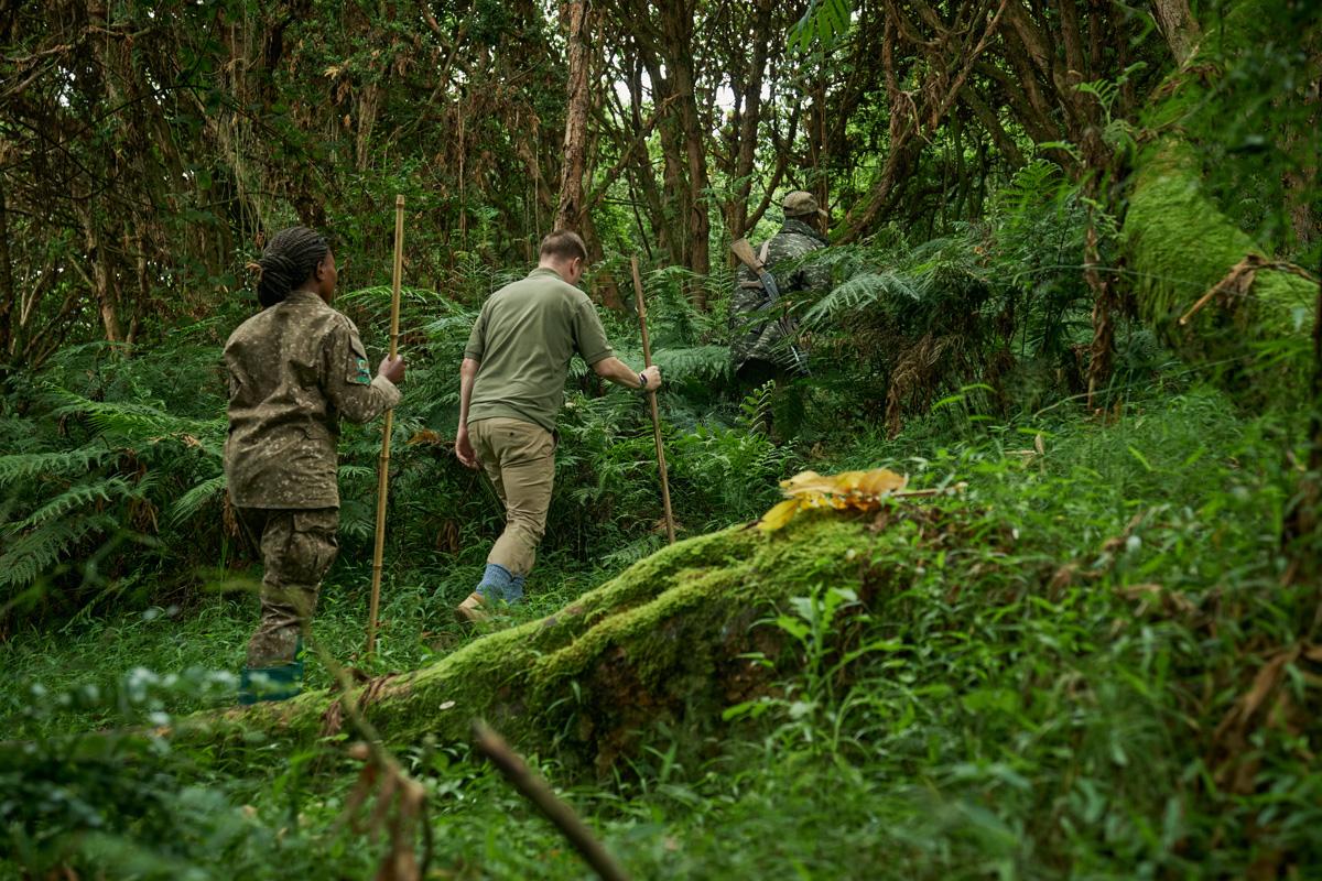 Gorilla family in Mgahinga Gorilla National Park Uganda