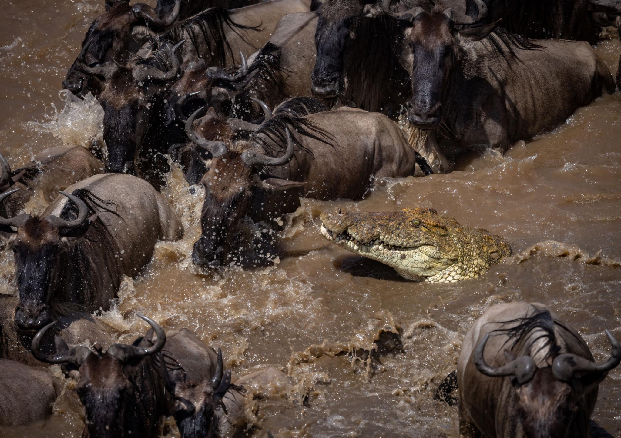 Kenya and Tanzania luxury safari featuring the Great Migration river crossing in Masai Mara and Serengeti with wildebeest, safari vehicle, elephants, and East Africa wildlife scenery.
