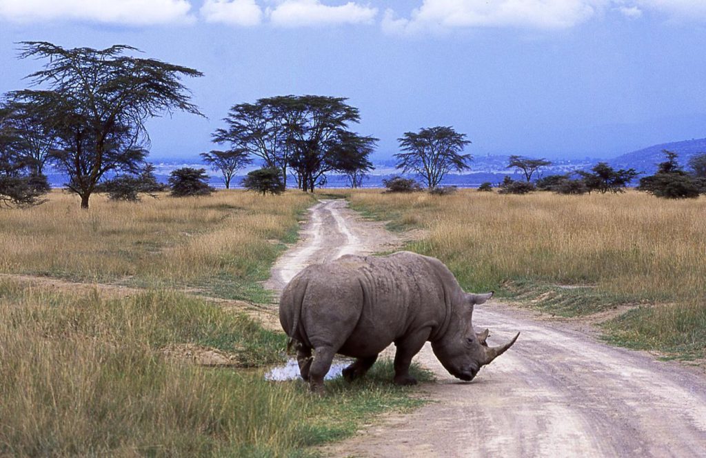 lake nakuru camptrek safaris1