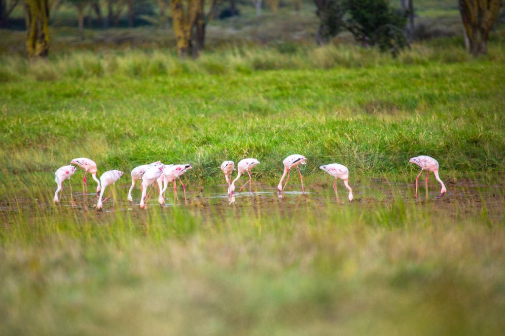 lake nakuru camptrek safaris3