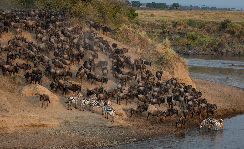 masai mara camptrek safaris