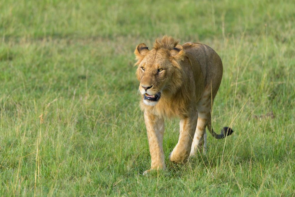 masai mara camptrek safaris1