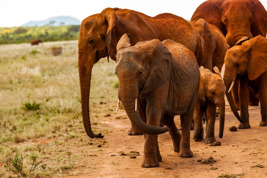tsavo