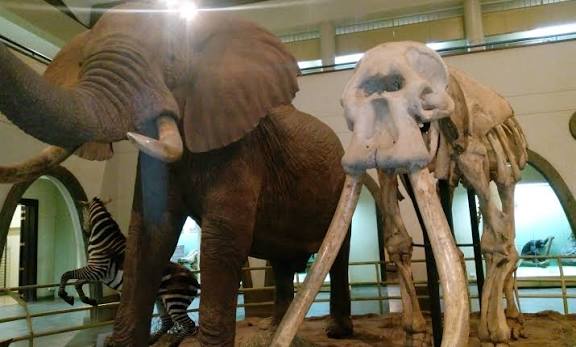 Why East Africa? Why Kenya & Tanzania Remain the World's Greatest Safari Destinations 4 Ahmed1 1