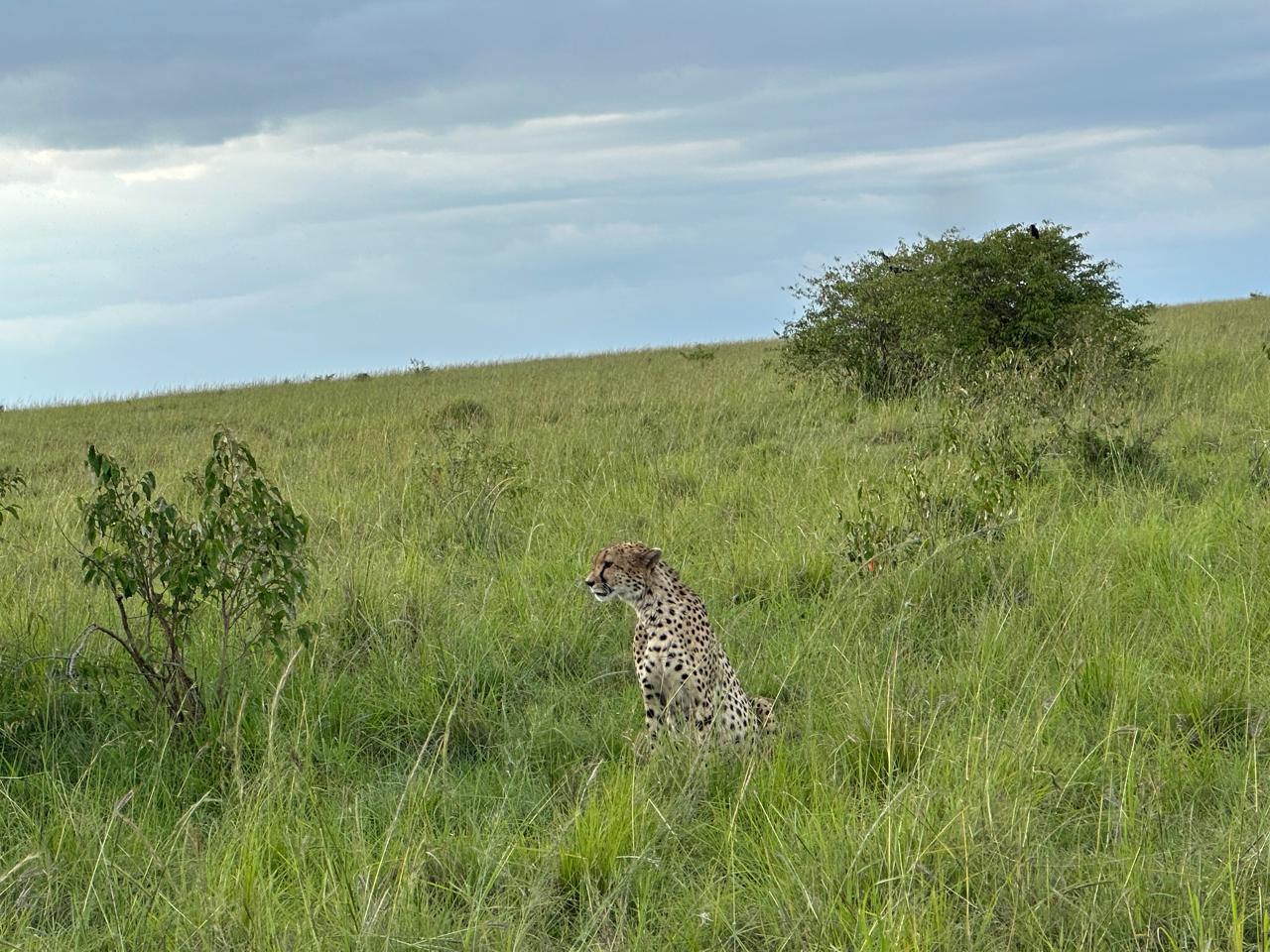 Camptrek Safaris guests on a responsible game drive in Kenya