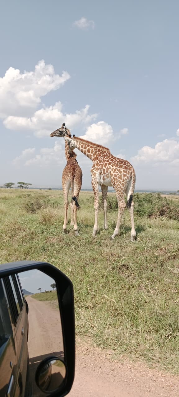 Wildlife sighting on a Camptrek Safaris game drive