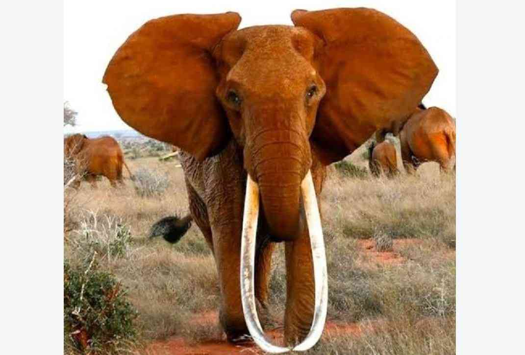 Elephants among Amboseli's marshlands, with Mount Kilimanjaro beyond