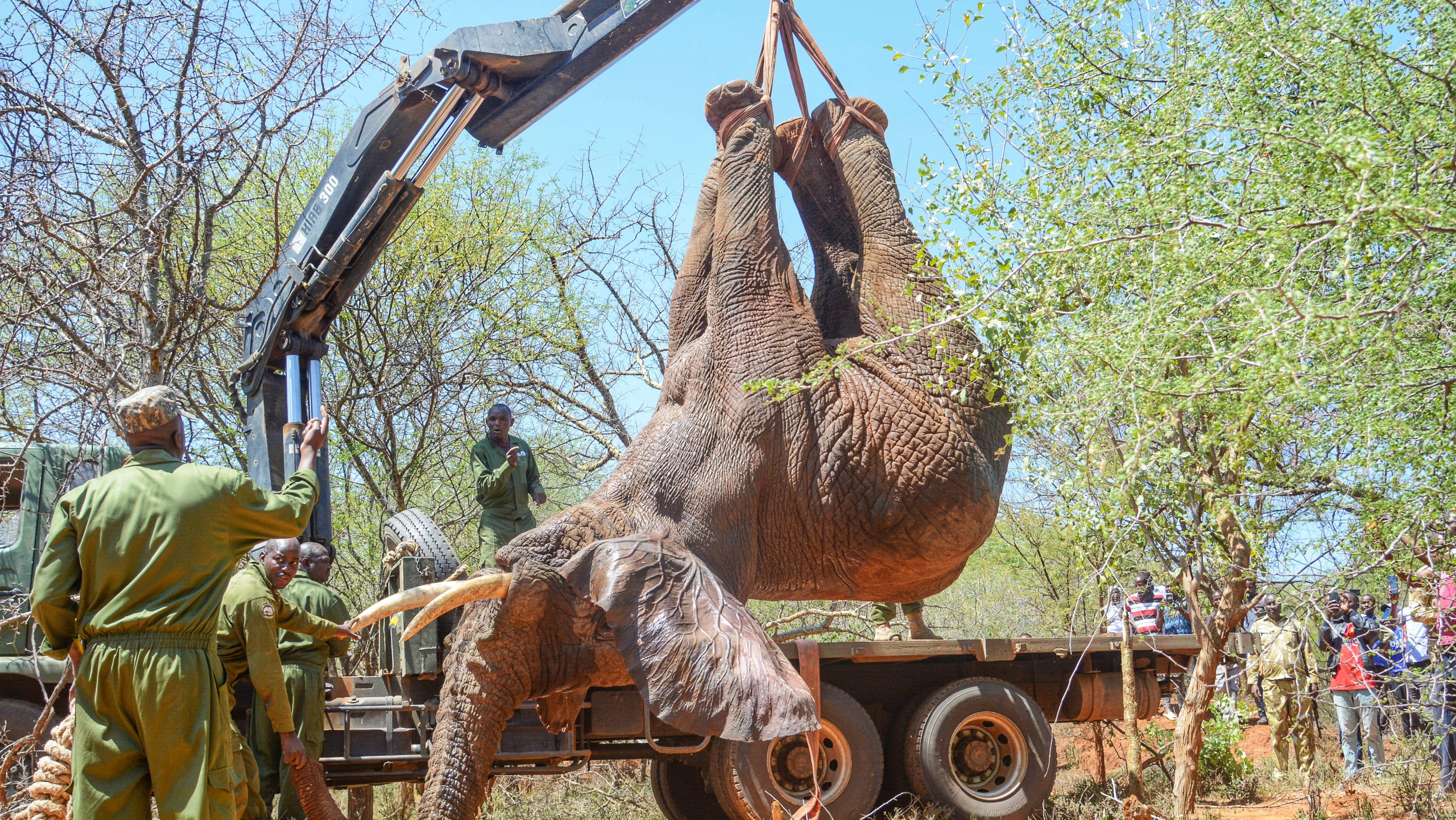 Maasai Mara conservancy wildlife conservation