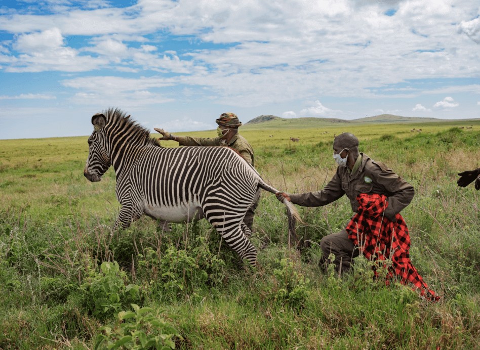 Northern Kenya community conservancy Northern Rangelands Trust