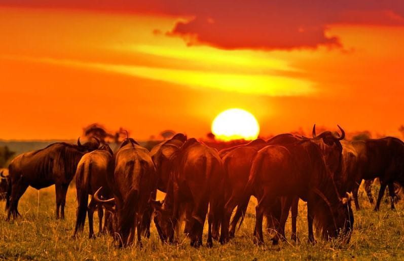 East African savanna sunrise across Kenya, Tanzania, Uganda and Rwanda