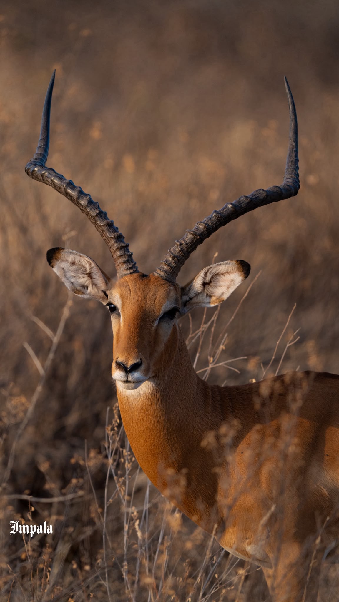 Impala grazing on the plains