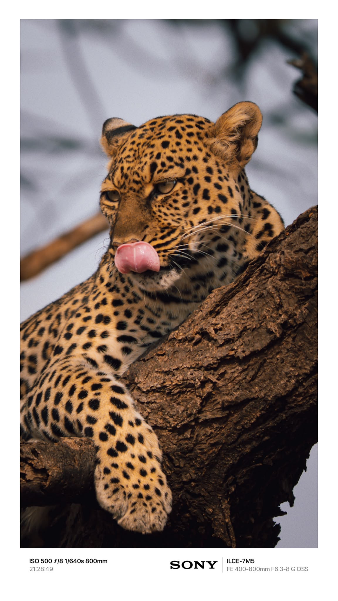 Leopard resting in a tree