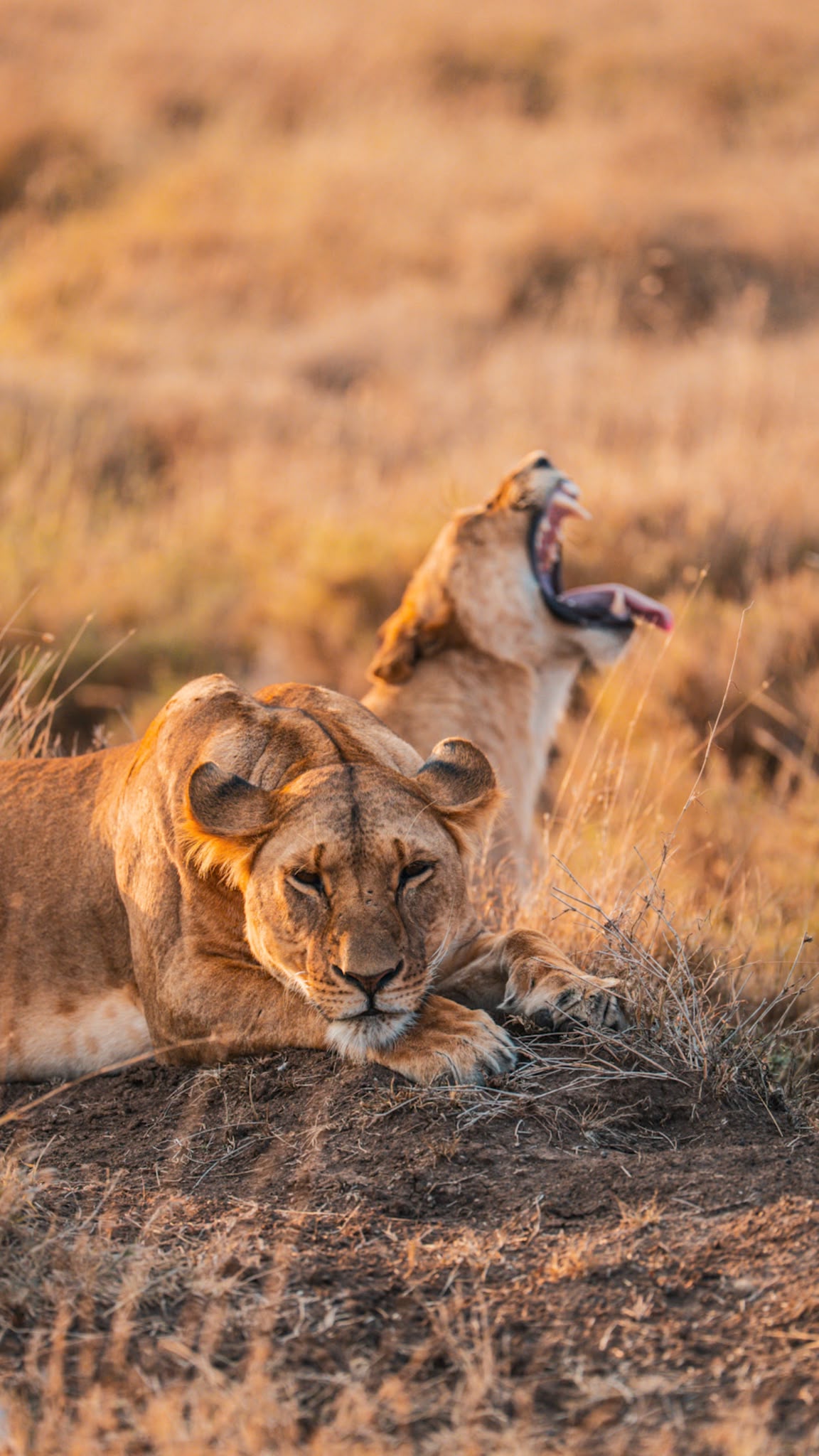 Lion yawning on the savanna