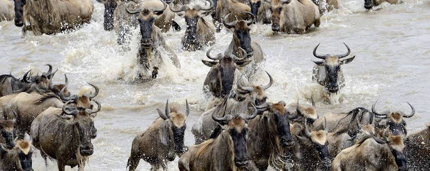 Serengeti migration, Tanzania