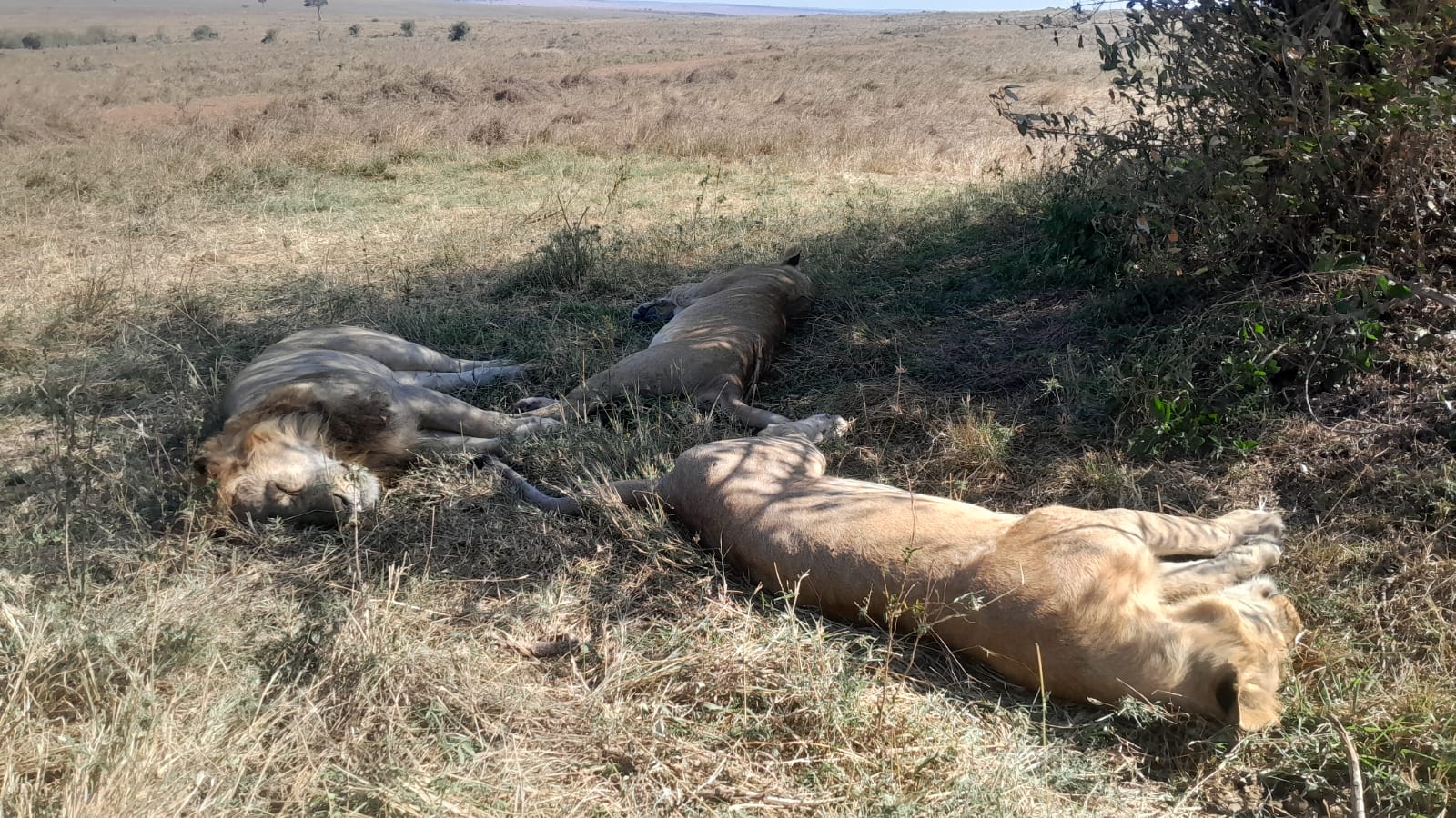Lions resting in the shade, Maasai Mara