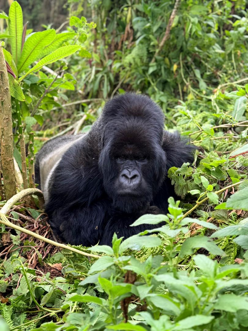 A silverback mountain gorilla resting in dense green vegetation