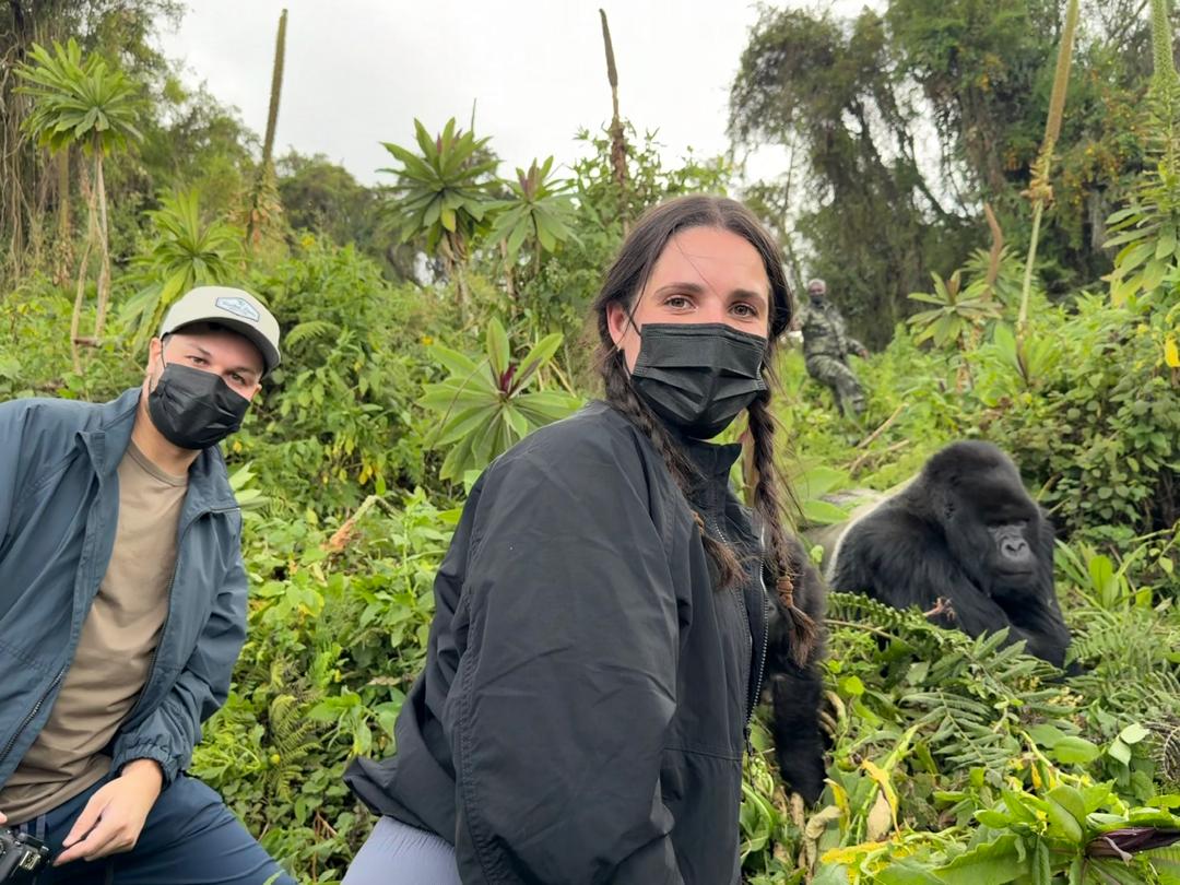 Two young mountain gorillas sitting close together looking at the camera