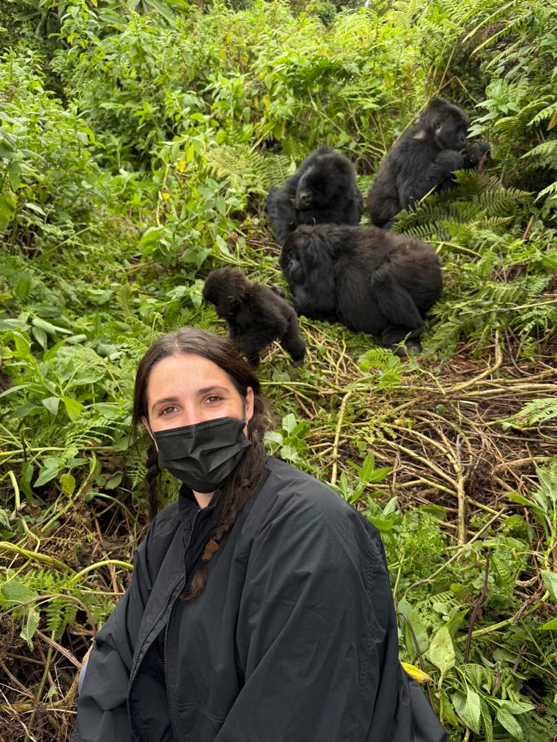 A mountain gorilla family group with juveniles and an infant in the forest undergrowth