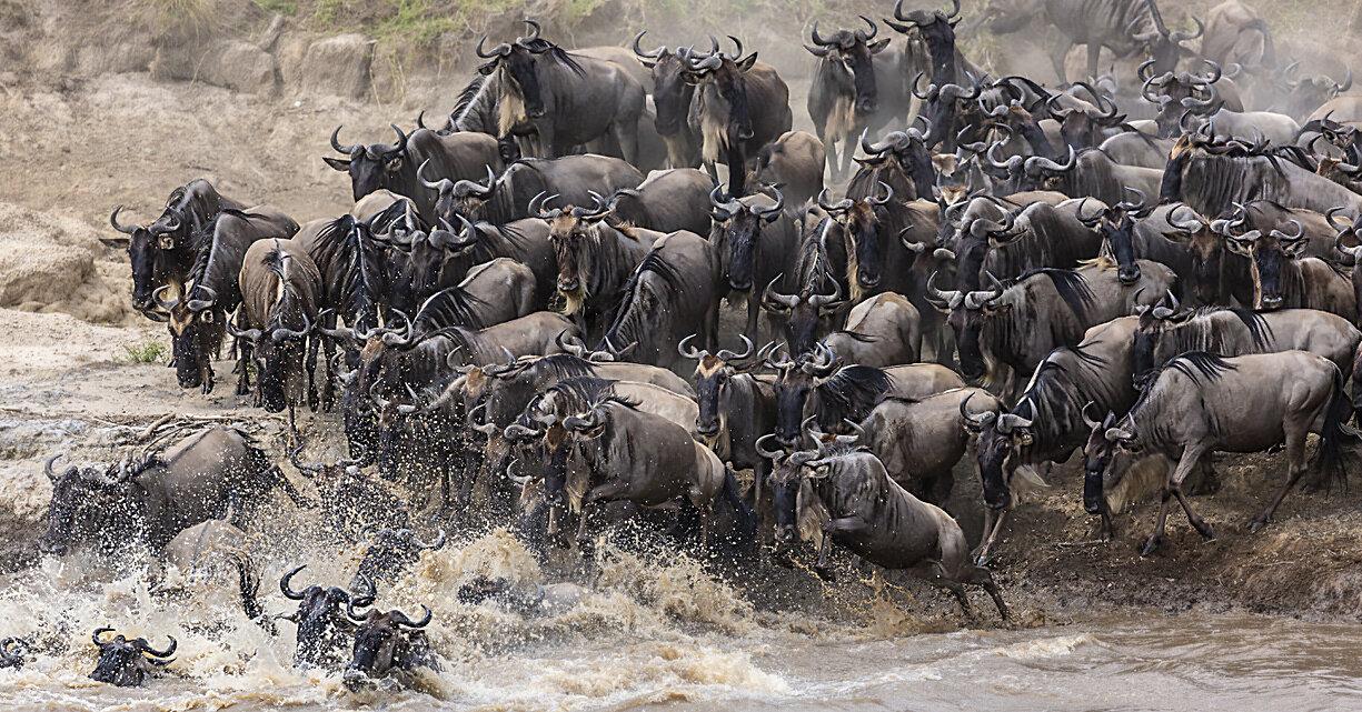 Luxury Safari Planning: What Client Feedback Teaches Us About Better Safari Experiences 6 Wildebeest crossing the Mara River during the Great Migration