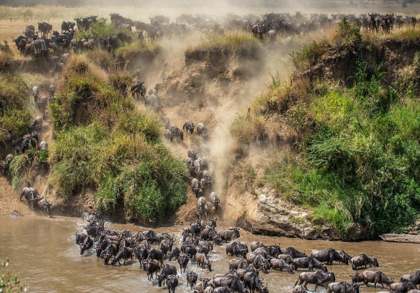 Luxury Safari Planning: What Client Feedback Teaches Us About Better Safari Experiences 5 Wildebeest crossing the Mara River