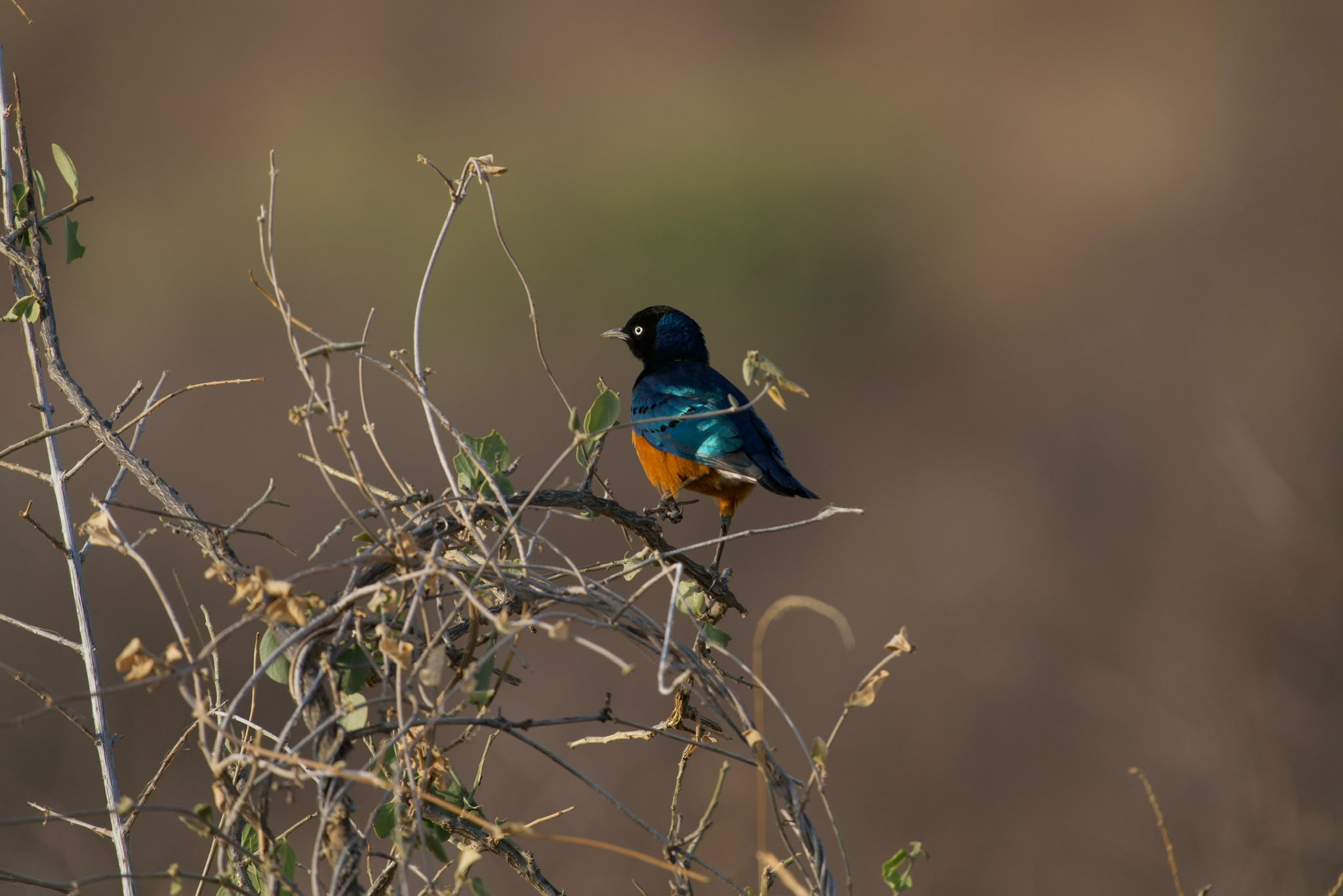 Luxury Safari Planning: What Client Feedback Teaches Us About Better Safari Experiences 15 A superb starling photographed on a CampTrek Safaris game drive