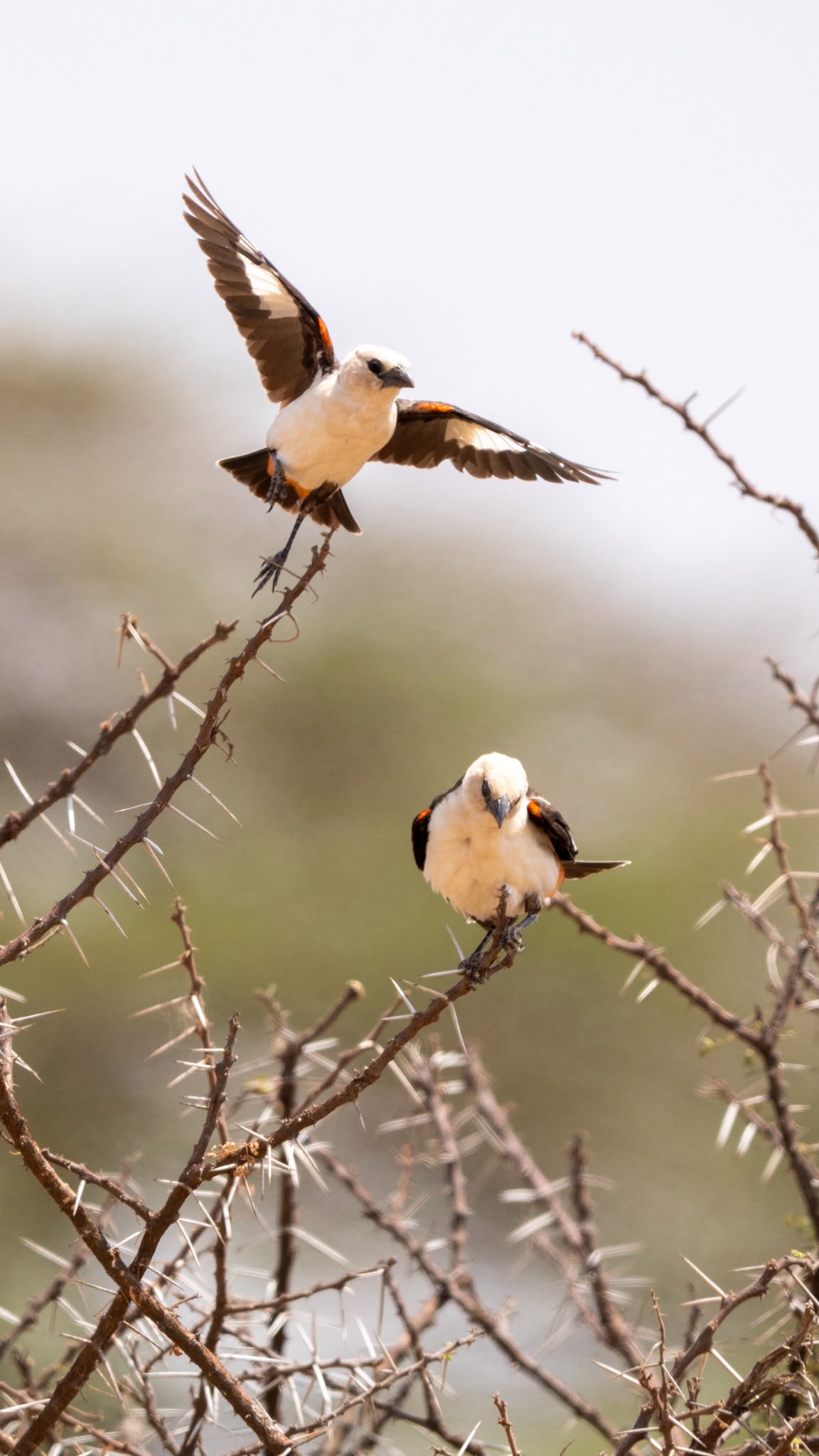 Luxury Safari Planning: What Client Feedback Teaches Us About Better Safari Experiences 13 White-headed buffalo weavers photographed on a CampTrek Safaris game drive