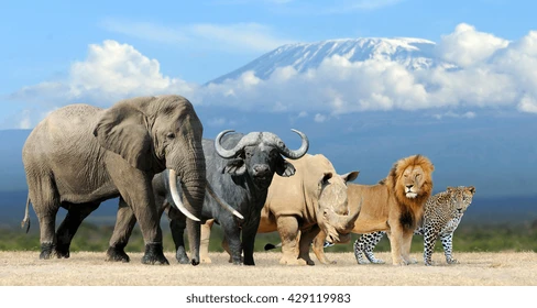 Lion and elephant, two of Africa's Big Five