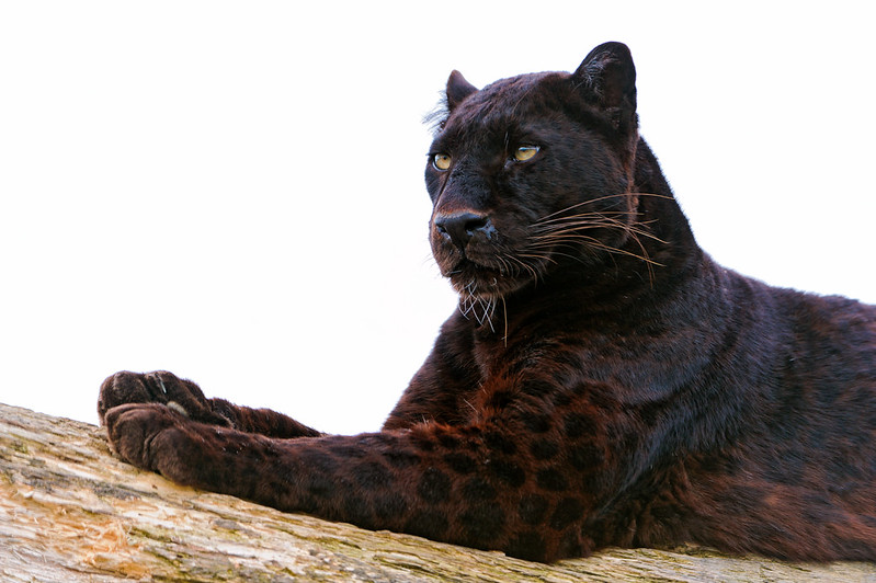 Black leopard in Laikipia, Kenya